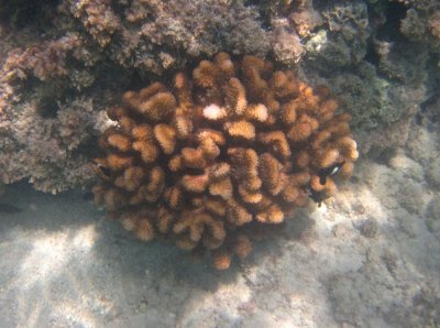 Coral and juvenile dascyllus, Waikiki