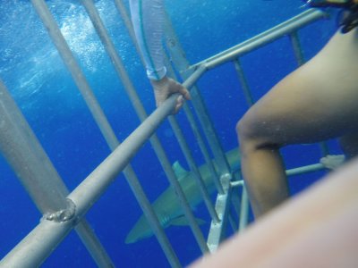 Cristina and the Galapagos shark, off North Shore