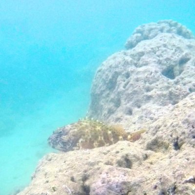 Hawkfish, Hanauma Bay