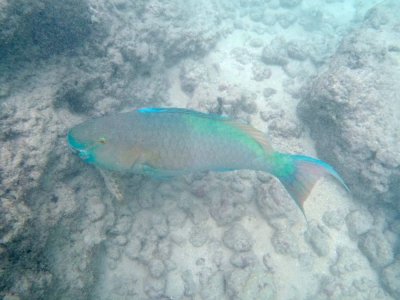 Parrotfish, Hanauma Bay