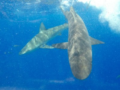 Galapagos shark, off North Shore