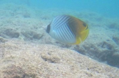 Threadfin butterflyfish, Hanauma Bay