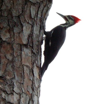 Pileated 5.jpg