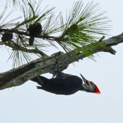 Pileated 4.jpg