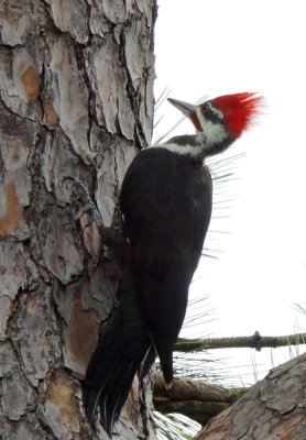 Pileated 2.jpg