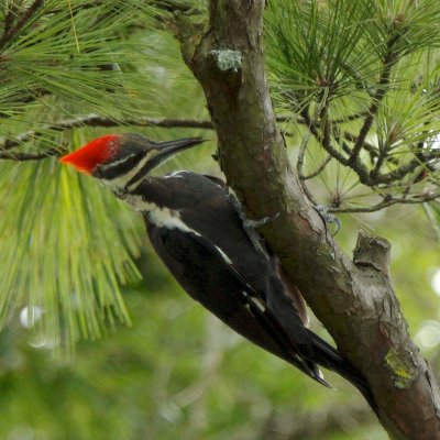 Pileated 1.jpg