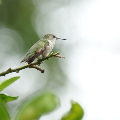 Hummer 4.jpg