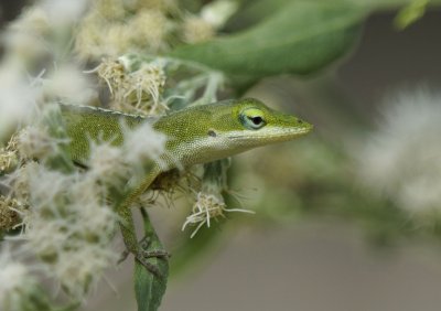 Baby anole 2.jpg