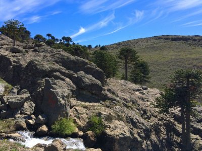 The araucarias, el smbolo de Neuqun, La Jardinera