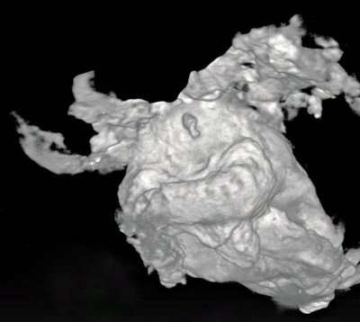 La Voulte coleoid in CT image showing tip of beak protruding.