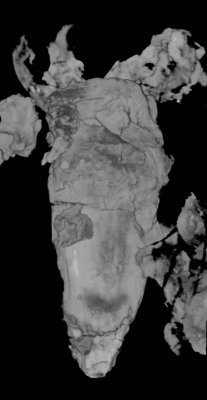 La Voulte coleoid in CT image, underside of the animal