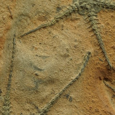 Ophiopinna elegans detail showing spines and swimming paddles at the end of a limb