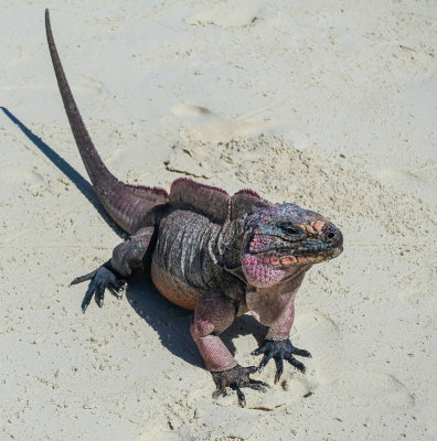 Iguana