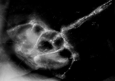 X-radiograph of the Gemuendina specimen