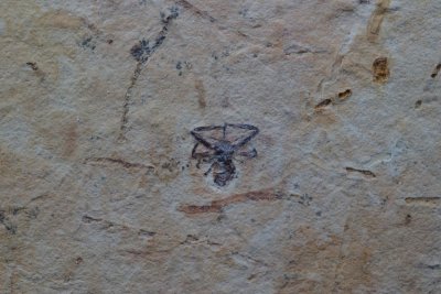 Brazil Cretaceous