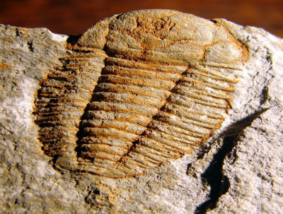 Porterfieldia punctata, 14 mm excellent, Arenig Series, Floian, Lower Ordovician, Mathry, South Wales