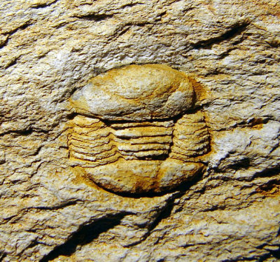 Degamella gladiata, 1 cm fine, Arenig Series, Floian, Ordovician, Mathry, South Wales