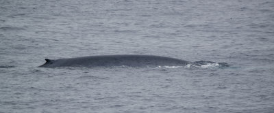 Blue Whales and More