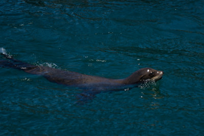 Blue Whales and More