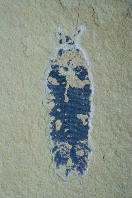 Complete arthropod, 85mm, Scotch Grove Formation, Wenlock, Silurian, Shaffton Quarry near Camanche, Clinton County, Iowa.