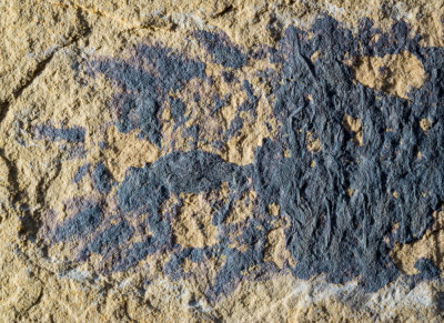 Detail complete arthropod, 85mm, Scotch Grove Formation, Wenlock, Silurian, Shaffton Quarry near Camanche, Clinton County, Iowa.