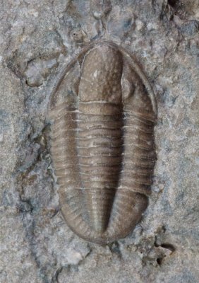 Ameropiltonia lauradanae, 15 mm, Mississippian, Chouteau Formation. Saline County, Missouri, USA.