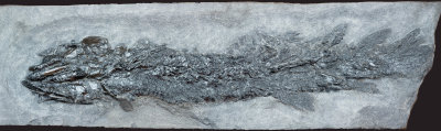 Devonian Fish Scotland