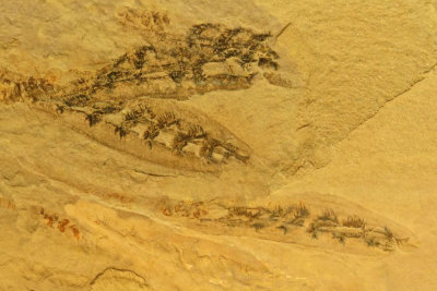 Haikouella lanceolata to 3 cm long, Lower Cambrian, Chengjiang biota. 6 pairs of branchial arches are visible as is an eye.