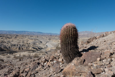 Cactus above Wind Caves