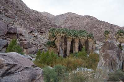 A grove of Washingtonia palms