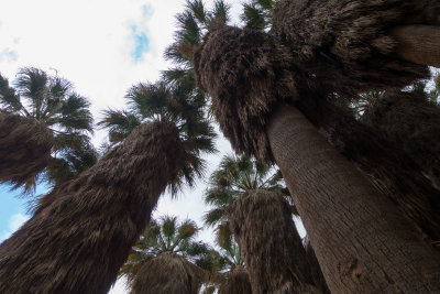 In amongst the Washingtonia palms 
