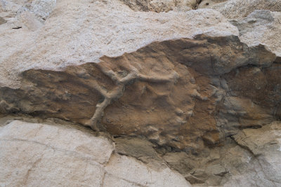 Lyceum trace fossils