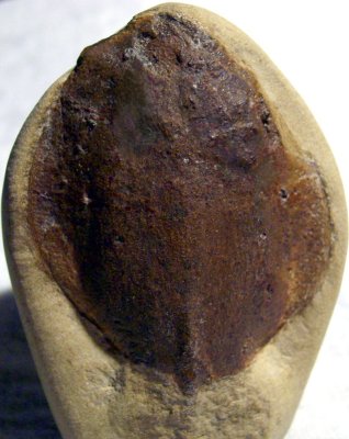 Cyathaspis banksii, 43 mm headshield of a Silurian heterostracan agnathan.  