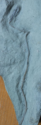 Metablastus blastoid, 11 cm along curve, Edwardsville Formation, Crawfordsville, Indiana.