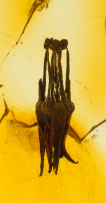 6 mm Baltic amber flower
