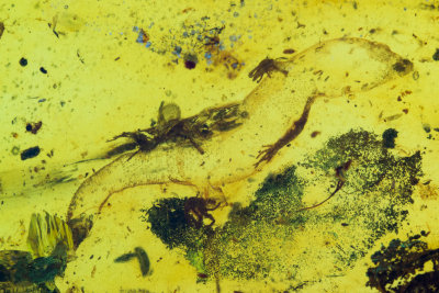 Cretaceous Amber Lizard
