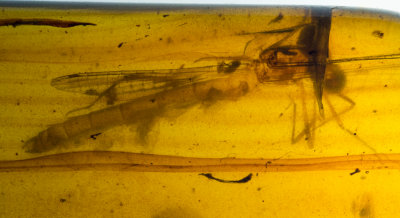 Damselfly, 23 mm in 34 mm piece of amber.