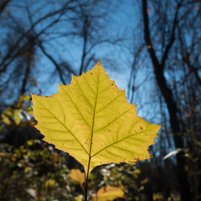 Luminous leaf.jpg