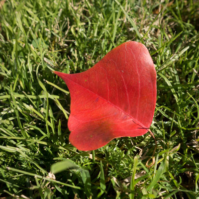 red leaf.jpg