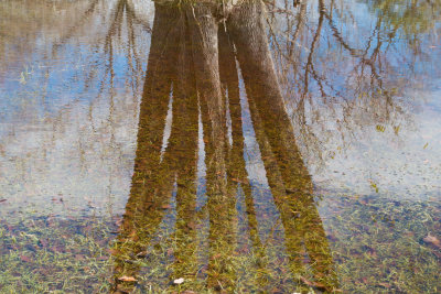 Tree puddle.jpg
