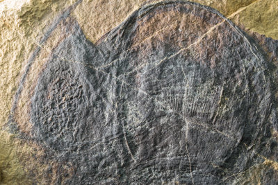 Detail of 10 cm Ainiktozoon, Scotch Grove Formation, Wenlock, Silurian, Shaffton Quarry near Camanche, Clinton County, Iowa.