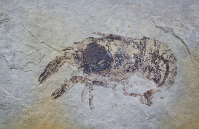 Jehol Biota, China