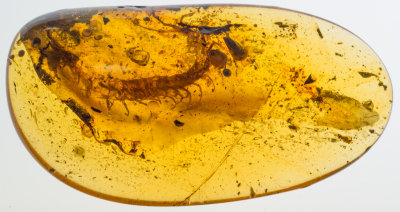 Large Scolopendromorph centipede, ca 5 cm along the curve in 63 mm amber.  I see a single pair of ocelli.