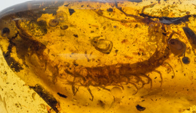 Large Scolopendromorph centipede, 5-6 cm around the curve in 63 mm amber. 
