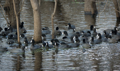 Congregation of coots.jpg