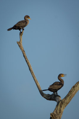 Cormorant tree 2.jpg