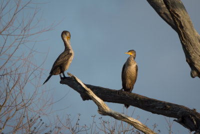 Cormorant tree.jpg