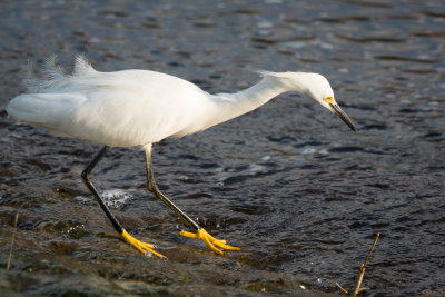little egret.jpg
