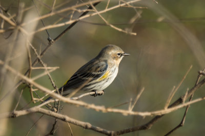 Yellow rumped warbler.jpg