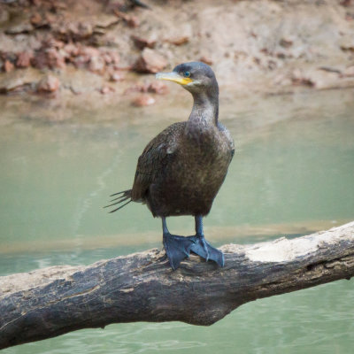 bayou cormorant.jpg